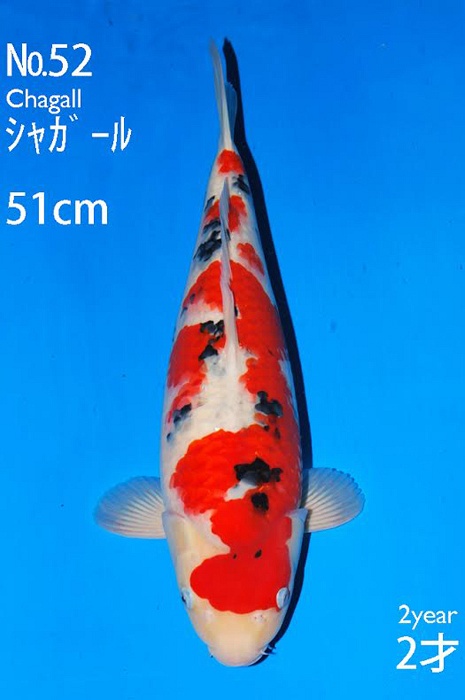 sanke SA-V15-1052