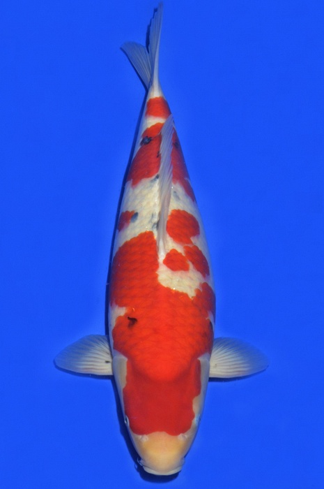 meerstaps sanke SA-V15-1083