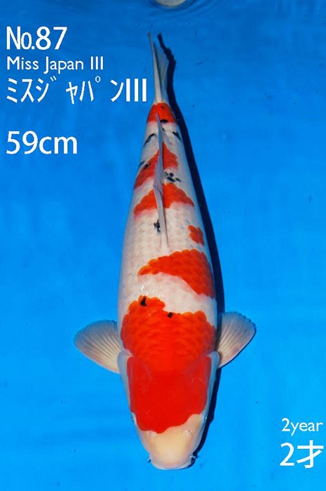 sanke SA-V15-1087