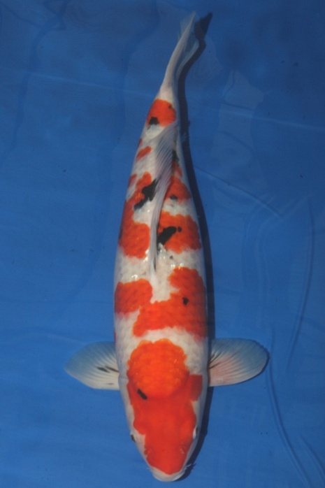 meerstaps sanke SA-V15-12101