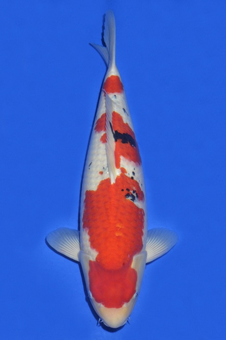 sanke SA-V15-1289