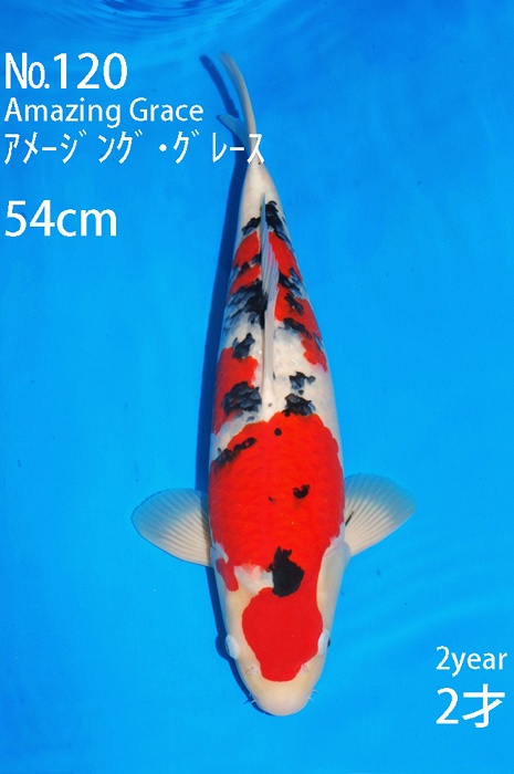 sanke SA-V16-10120
