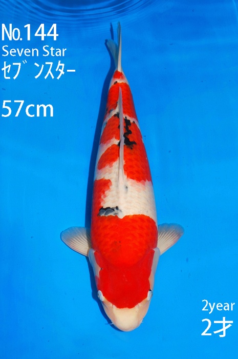 Wakana II SA-V16-10144