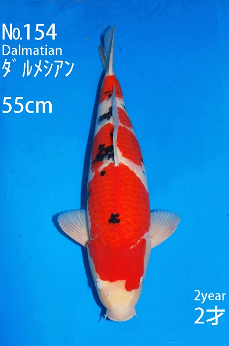 meerstaps sanke SA-V16-10154