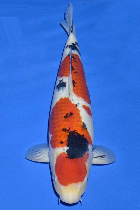 sanke SA-V16-1151