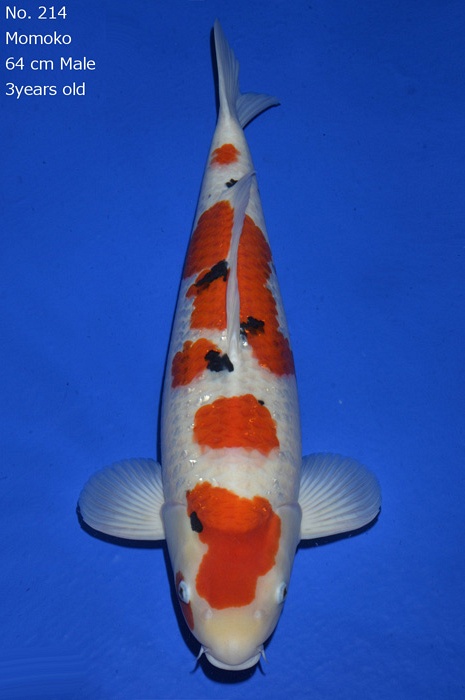 meerstaps sanke SA-V16-12214