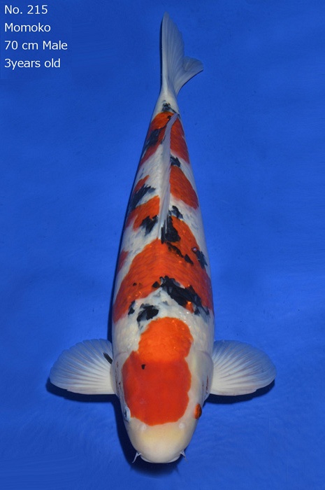 meerstaps sanke SA-V16-12215