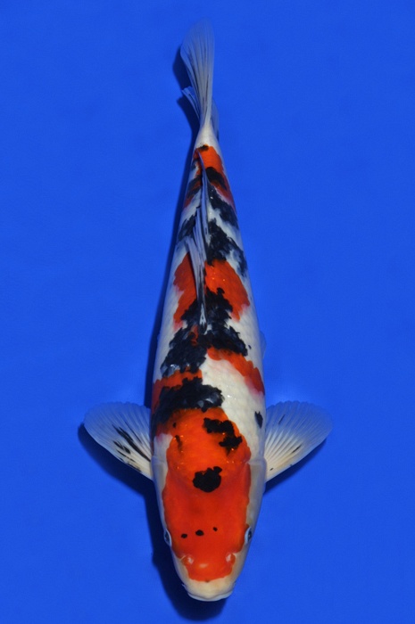 sanke SA-V16-410