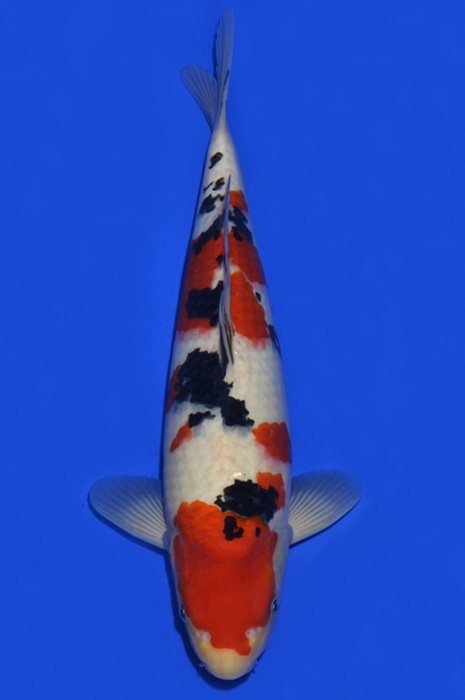 sanke SA-V16-4151