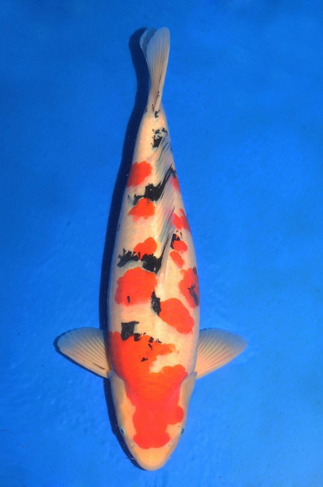 meerstaps sanke SA-V16-4183