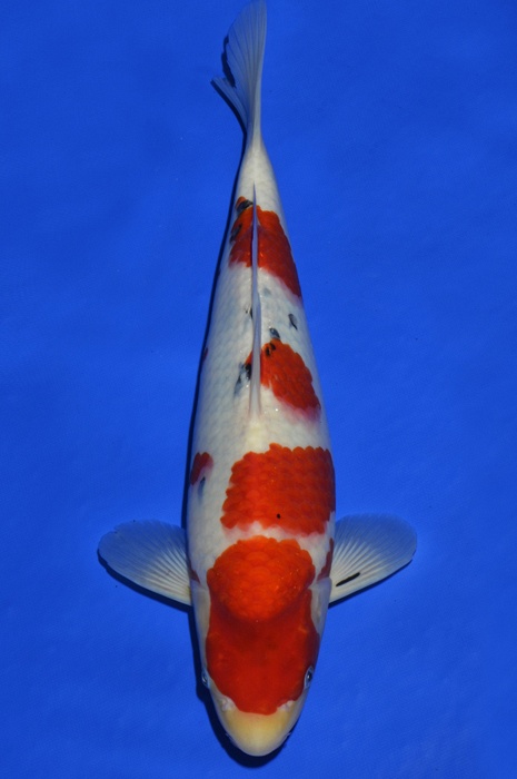 meerstaps sanke SA-V16-42