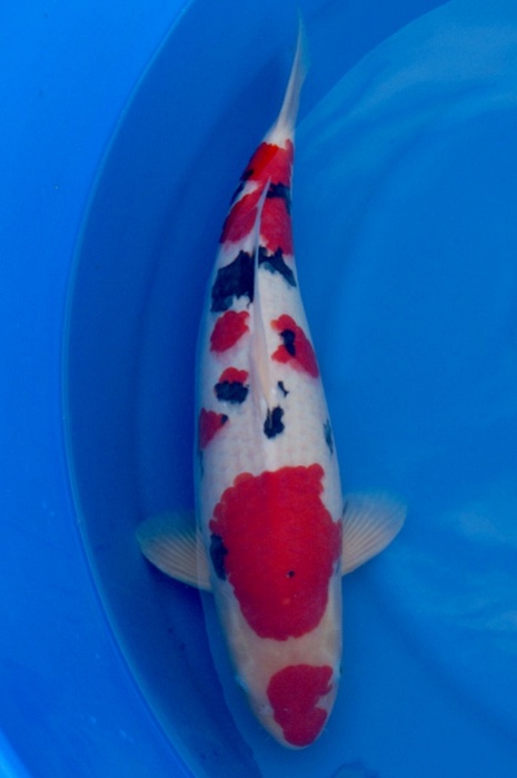 meerstaps sanke SA-V16-4207
