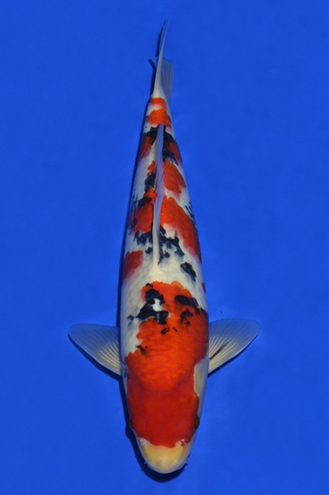 meerstaps sanke SA-V16-424