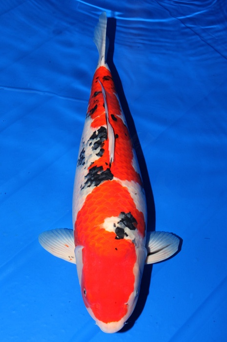 meerstaps sanke SA-V16-44