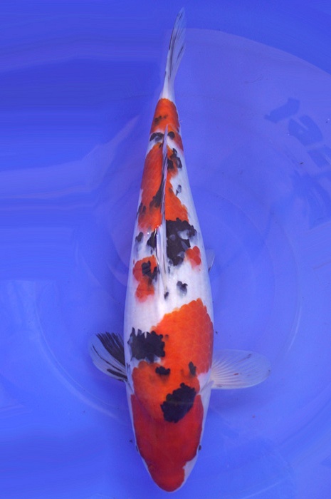 sanke SA-V16-48