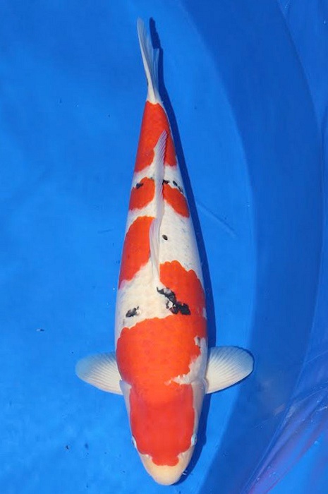 sanke SA-V17-4194