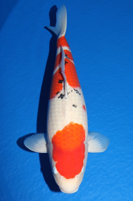 sanke SA-V17-474