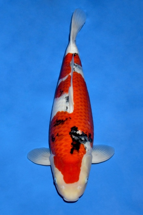 sanke SA-V18-10181