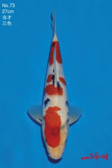 meerstaps sanke SA-V18-1173