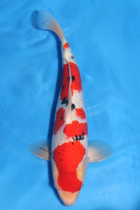 meerstaps sanke SA-V18-3306