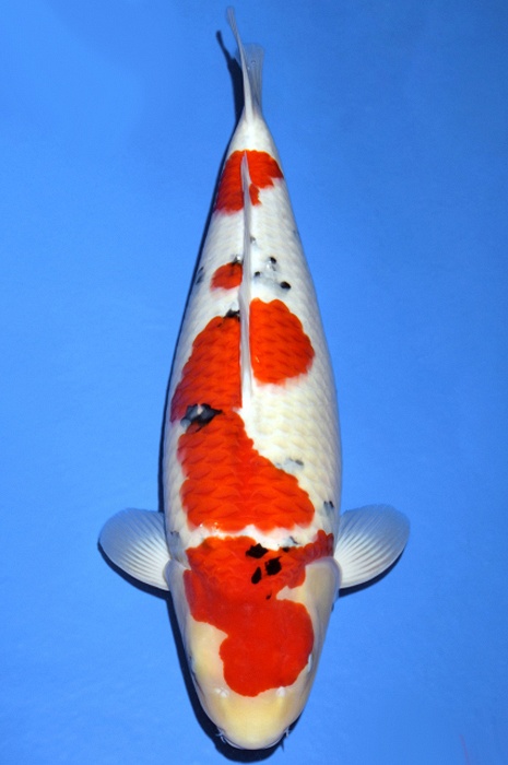 meerstaps sanke SA-V19-10155