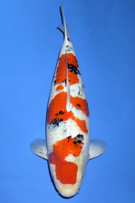 meerstaps sanke SA-V19-10170