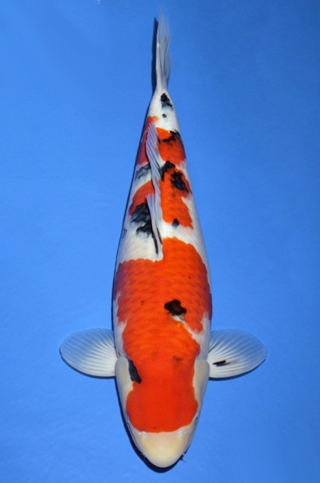 meerstaps sanke SA-V19-10174
