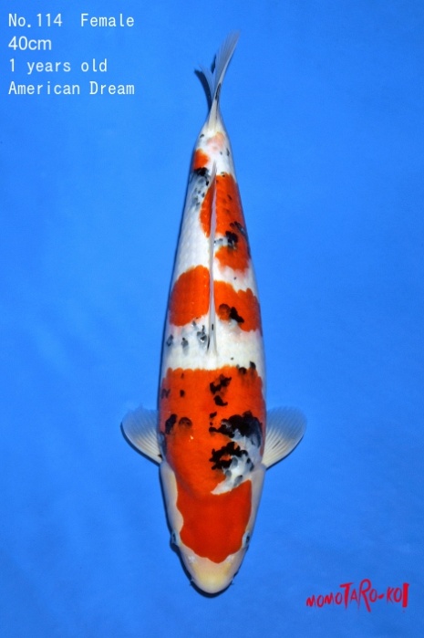 sanke SA-V19-4114