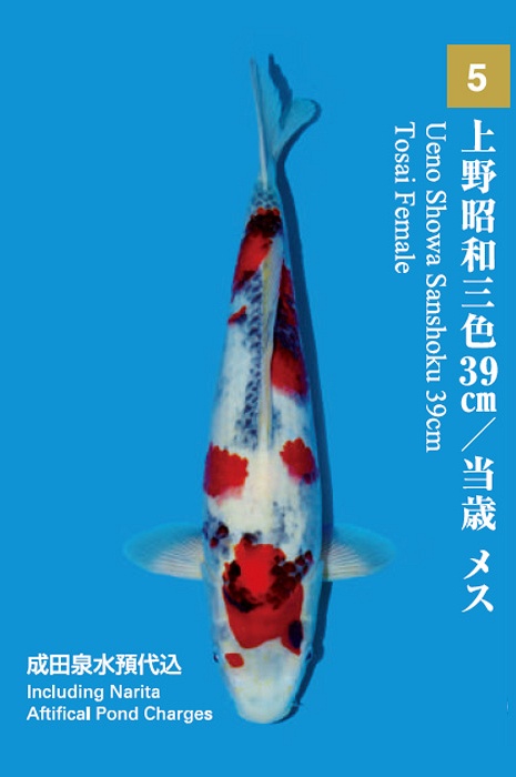 showa SH-NA17-55