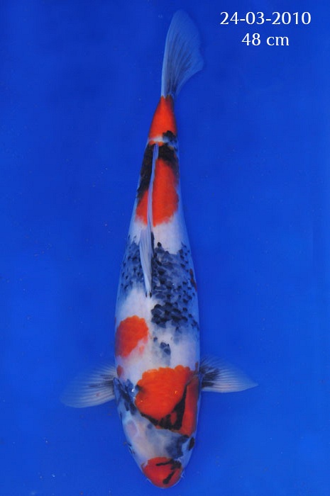 Dainishi-Mako Showa SH-V-204