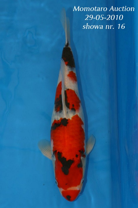 Showa met neusje SH-V10-516