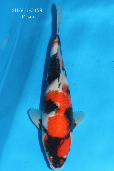 Mako Showa SH-V11-3159