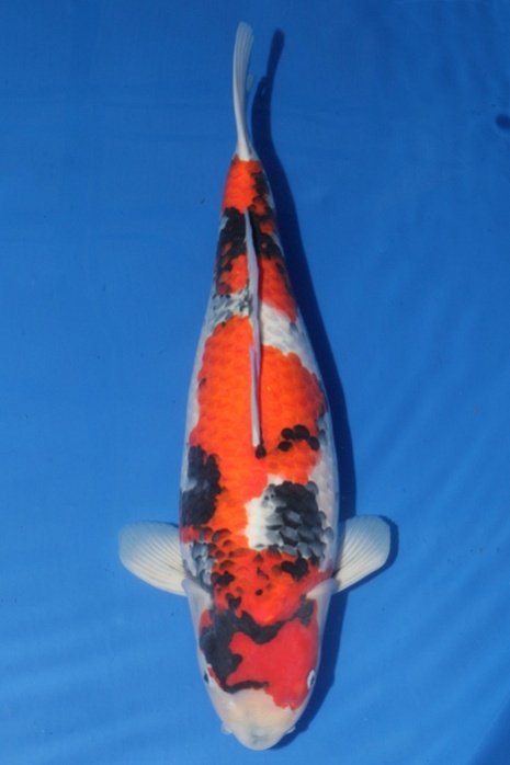 showa SH-V15-10118