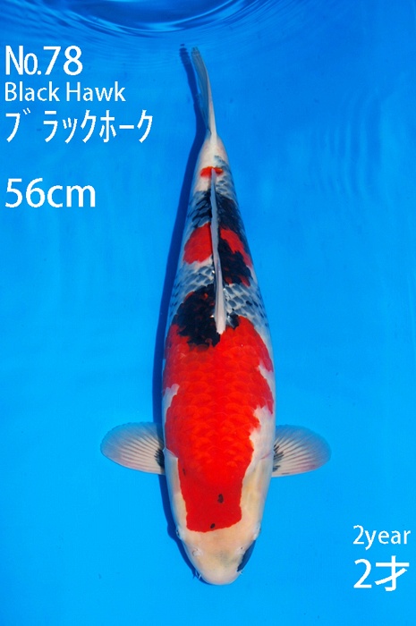 showa SH-V16-1078