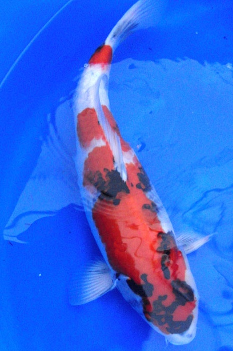 showa SH-V9-1104