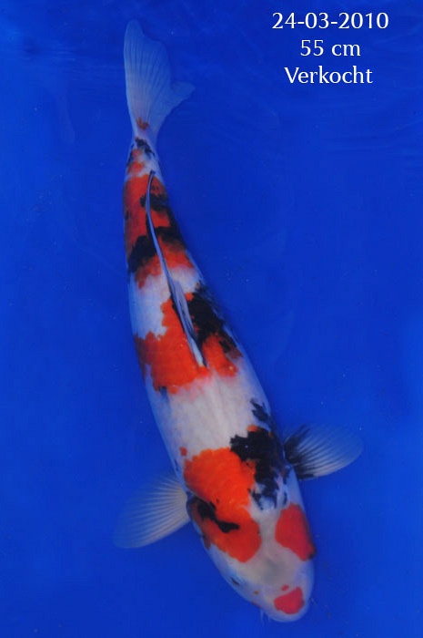 showa SH-V9-220