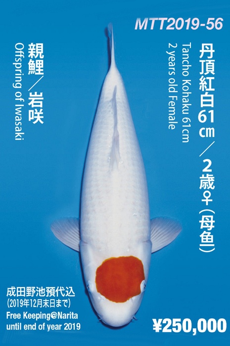 tancho kohaku TA-NA19-456