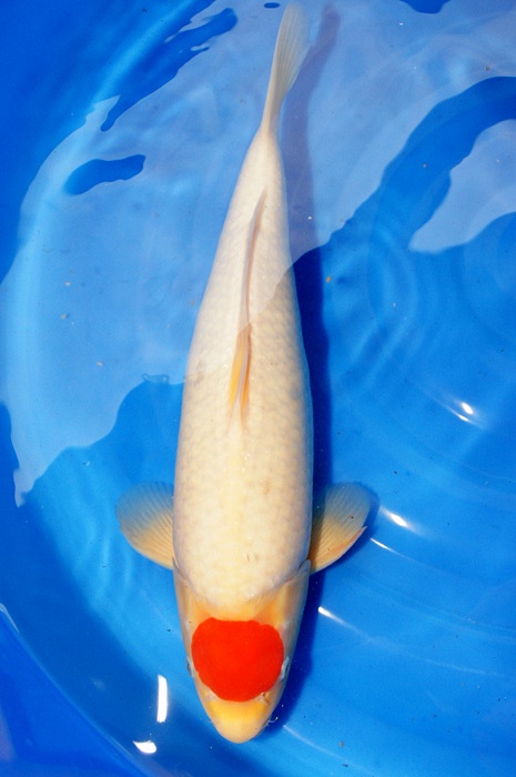 tancho kohaku TA-V13-0222