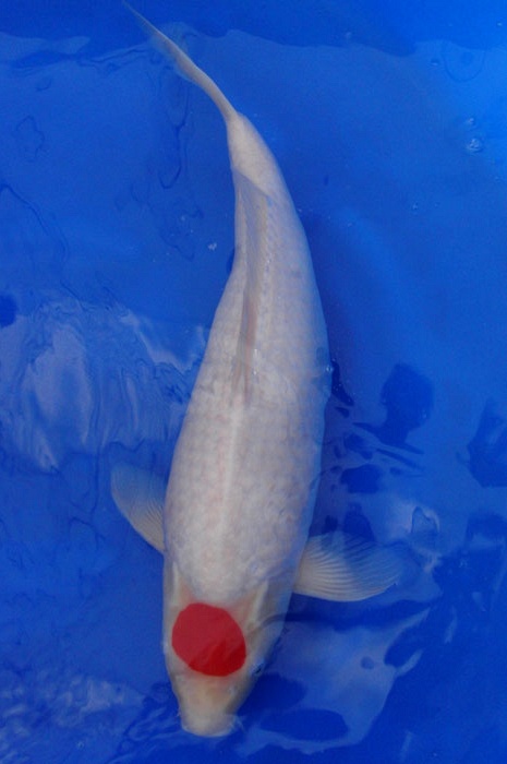 Tancho kohaku TA-V9-1101