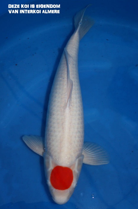 Tancho kohaku TA-V9-1104