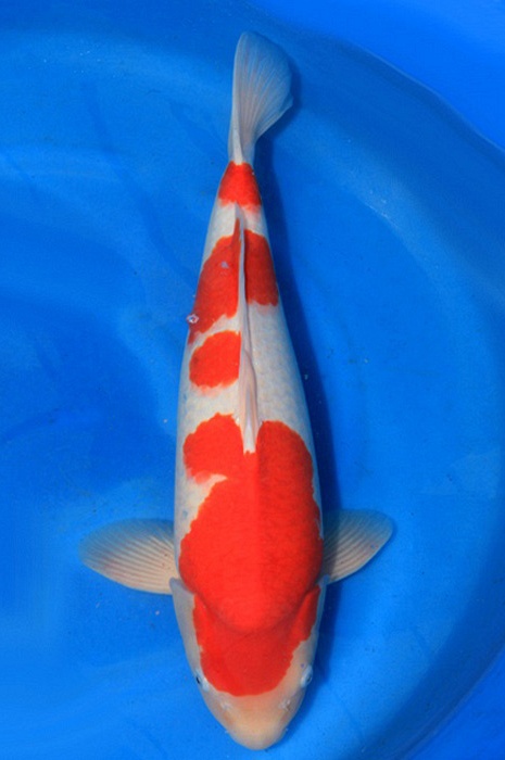 meerstaps kohaku NL1904010