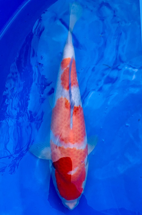 kohaku NL2004009