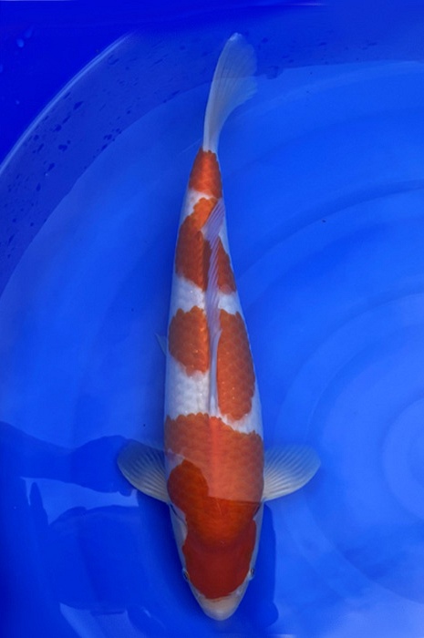 yondan kohaku NL2004022