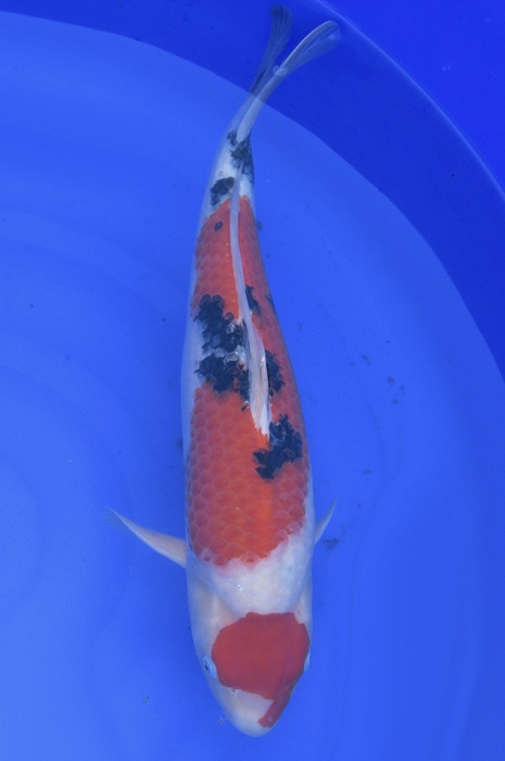 maruten sanke NL21001
