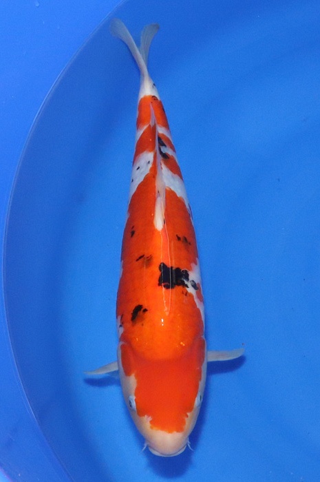 sanke NL21005