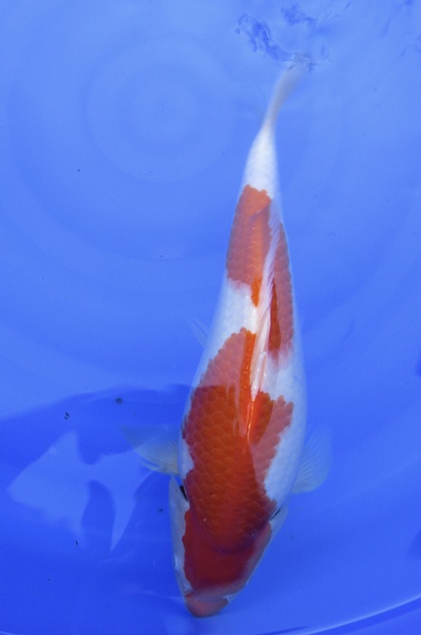 nidan kohaku NL2104004