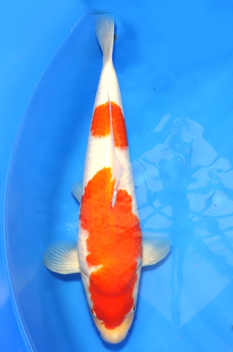 nidan kohaku NL2104005