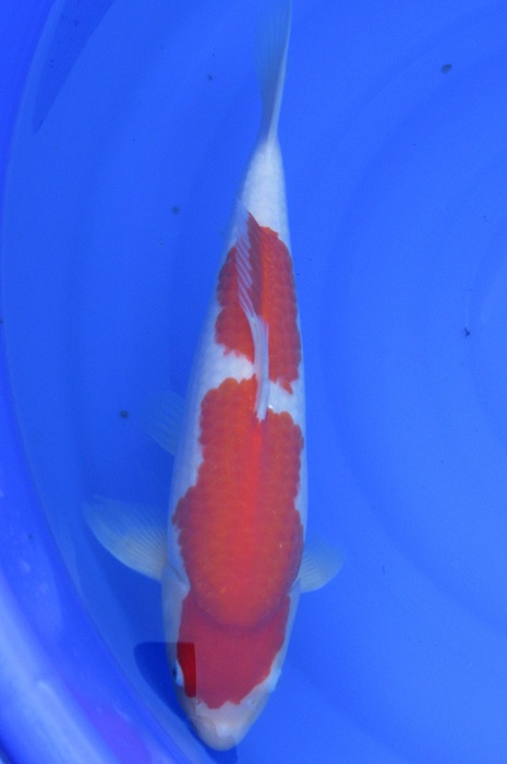 kohaku NL2104006