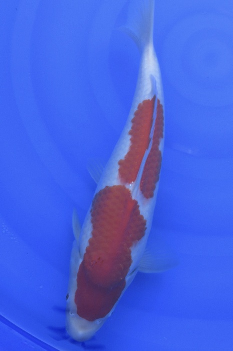 nidan kohaku NL2104008