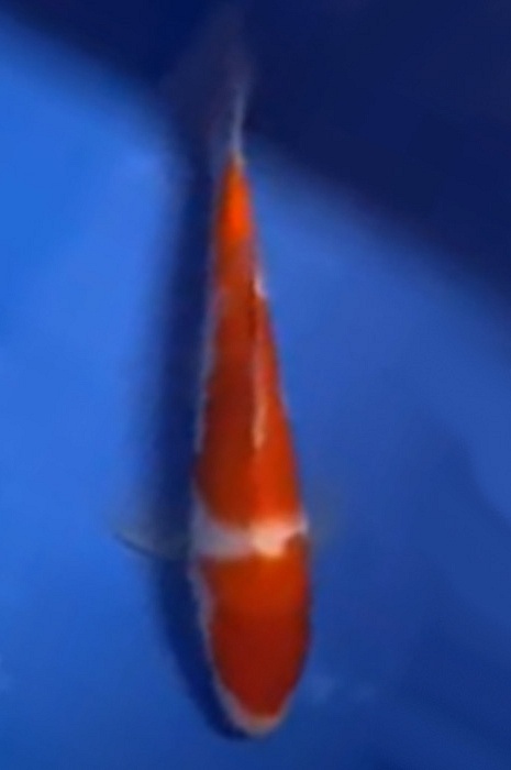 nidan kohaku NL2104009